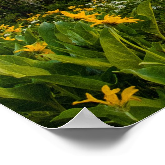 Blume in Colter Bay Poster (Ecke)