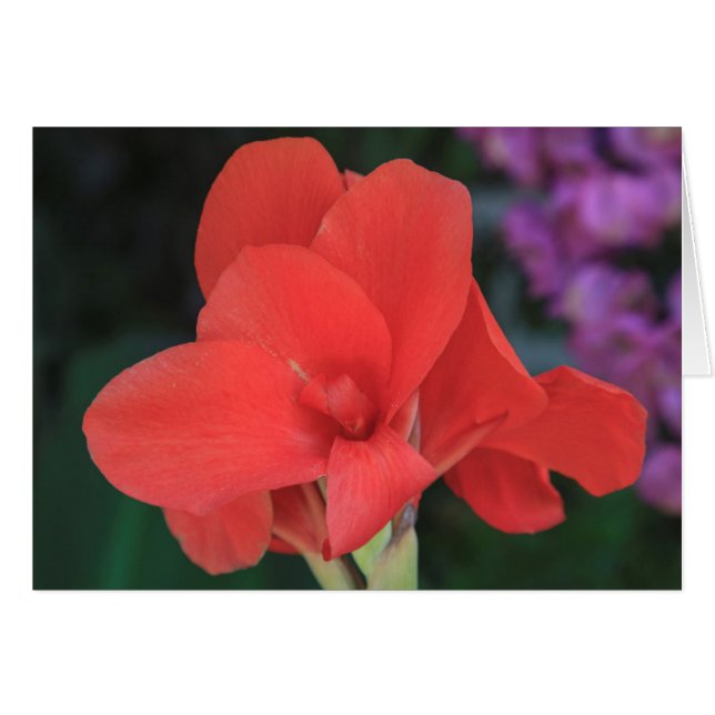 Blume in den Gärten des D. Carlos I (Vorderseite (Horizontal))