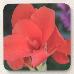 Blume in den Gärten des D. Carlos I gefunden Untersetzer