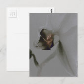 Blume in Grau Postkarte (Vorne/Hinten)