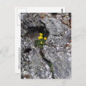 Blume in Rock Postkarte (Vorne/Hinten)