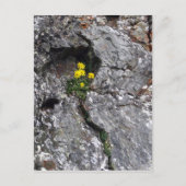 Blume in Rock Postkarte (Vorderseite)