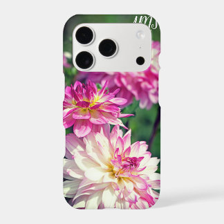 Blume in Rosa und Weiß Dahlia