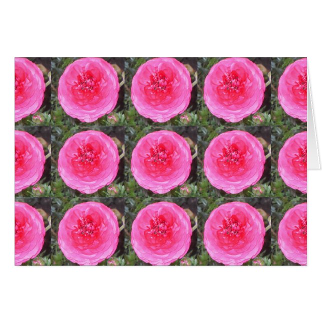 Blume in rosafarbenem Ranunculus (Vorderseite (Horizontal))