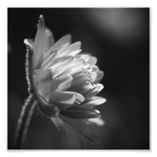 Blume in Schwarz und Weiß 8x8 Fotodruck