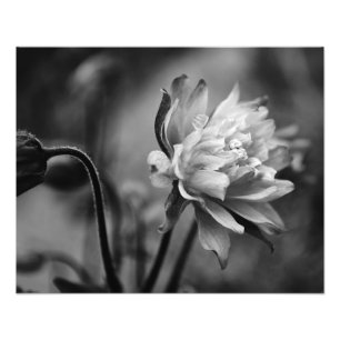 Blume in Schwarz und Weiß Fotodruck
