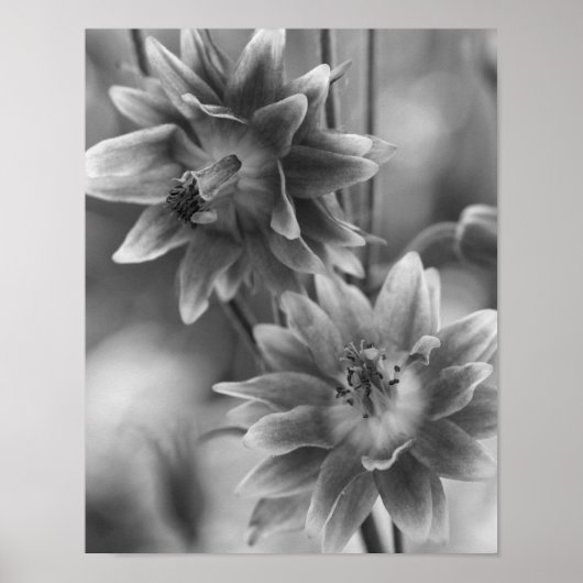 Blume in Schwarz und Weiß Poster (Vorne)