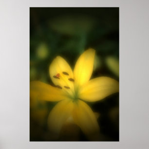 Blume in weichem Lichtplakat Poster