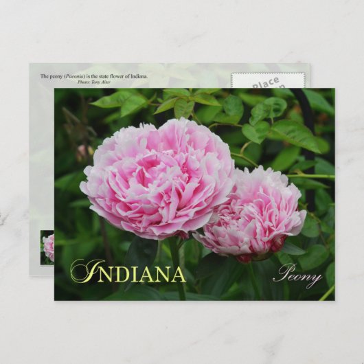 Blume Indiana Staat: Peony Postkarte (Vorne/Hinten)