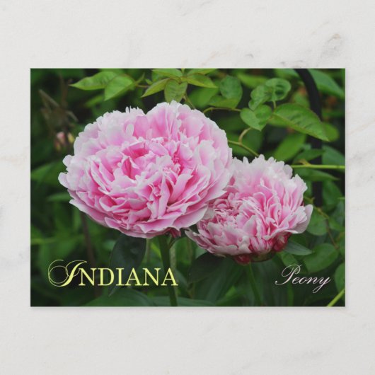 Blume Indiana Staat: Peony Postkarte (Vorderseite)