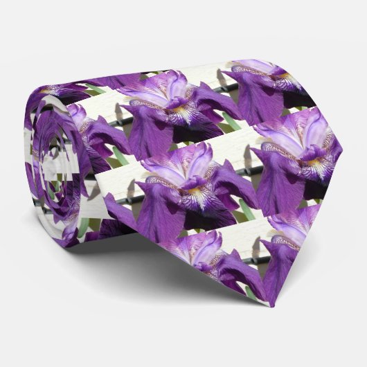 Blume, Iris lila Krawatte (Gerollt)