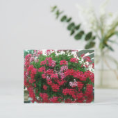 Blume Ivy Geranium (Pelargonium Peltatum) Postkarte (Stehend Vorderseite)