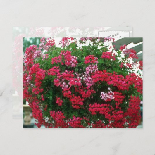 Blume Ivy Geranium (Pelargonium Peltatum) Postkarte (Vorne/Hinten)