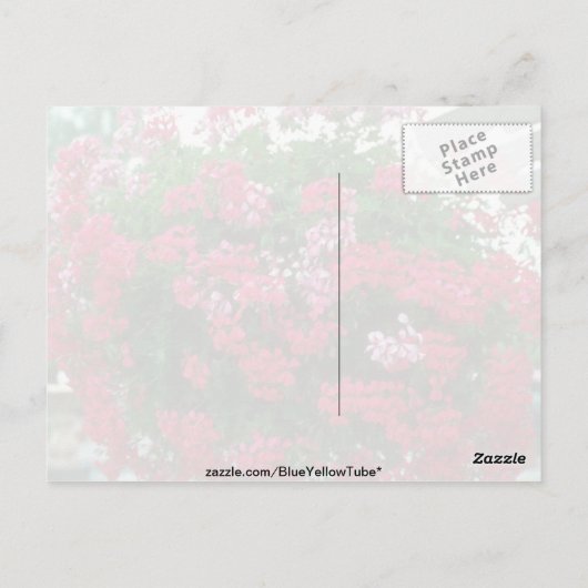 Blume Ivy Geranium (Pelargonium Peltatum) Postkarte (Rückseite)