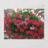 Blume Ivy Geranium (Pelargonium Peltatum) Postkarte (Vorderseite)