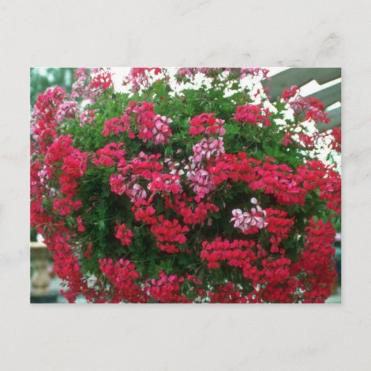 Blume Ivy Geranium (Pelargonium Peltatum) Postkarte (Vorderseite)