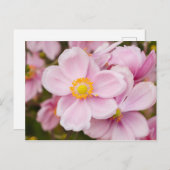 Blume japanischen Anemons Postkarte (Vorne/Hinten)