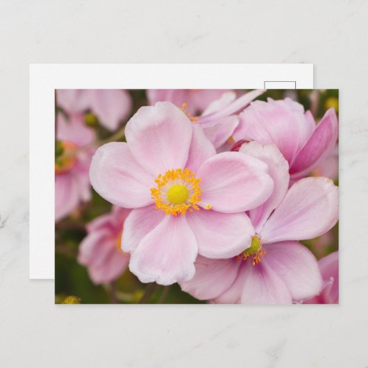 Blume japanischen Anemons Postkarte (Vorne/Hinten)