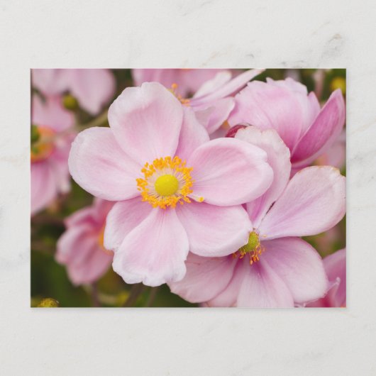 Blume japanischen Anemons Postkarte (Vorderseite)