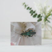 Blume Käfer Postkarte (Stehend Vorderseite)