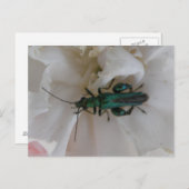 Blume Käfer Postkarte (Vorne/Hinten)