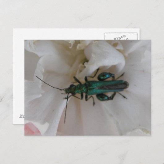 Blume Käfer Postkarte (Vorne/Hinten)