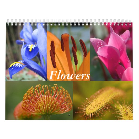 Blume Kalender (Titelbild)