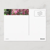Blume Kaskade Postkarte (Rückseite)