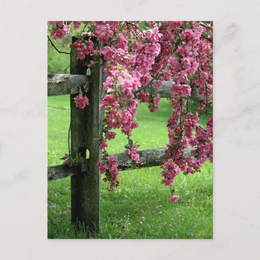 Blume Kaskade Postkarte (Vorderseite)
