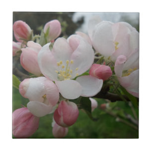 Blume Kleine (4,25" x 4,25") Keramik Foto Tile Fliese