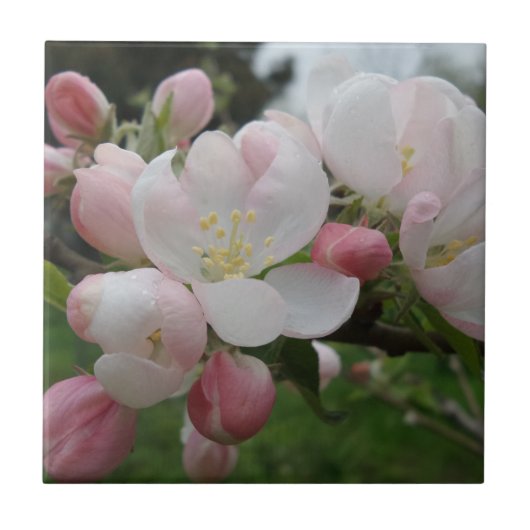 Blume Kleine (4,25" x 4,25") Keramik Foto Tile Fliese (Vorderseite)