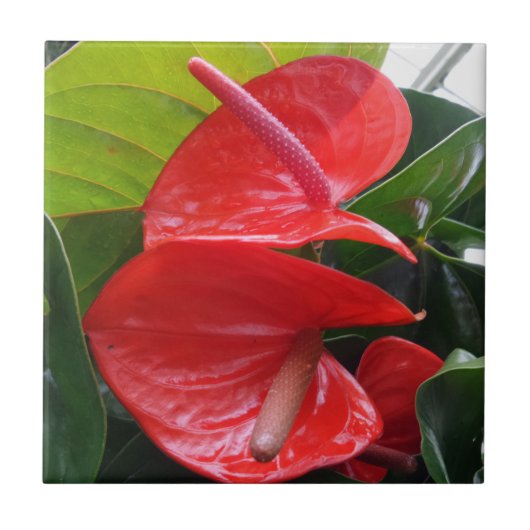 Blume Kleine (4,25" x 4,25") Keramik Foto Tile Fliese (Vorderseite)