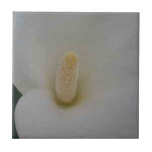 Blume Kleine (4,25" x 4,25") Keramik Foto Tile Fliese