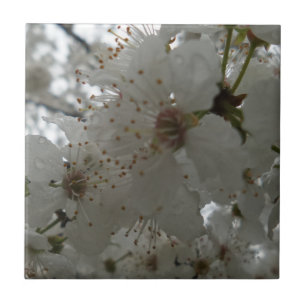 Blume Kleine (4,25" x 4,25") Keramik Foto Tile Fliese