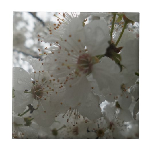 Blume Kleine (4,25" x 4,25") Keramik Foto Tile Fliese (Vorderseite)