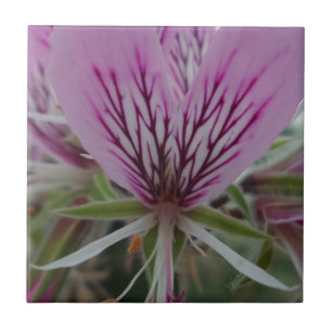 Blume Kleine (4,25" x 4,25") Keramik Foto Tile Fliese