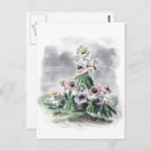 Blume Ladys Daisy Animated Blume Grandville Postkarte (Vorne/Hinten)