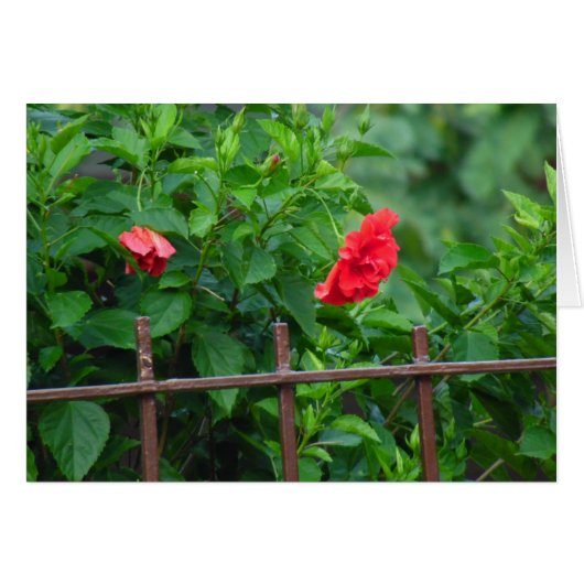 Blume Leaning Garden (Vorderseite (Horizontal))