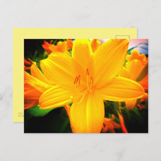 Blume Lido Locarno Postkarte (Vorne/Hinten)