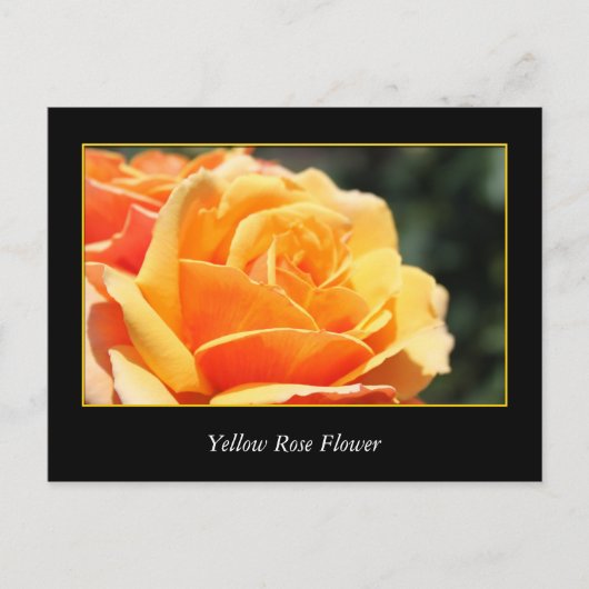 Blume, Liebe und Romantik Postkarte (Vorderseite)