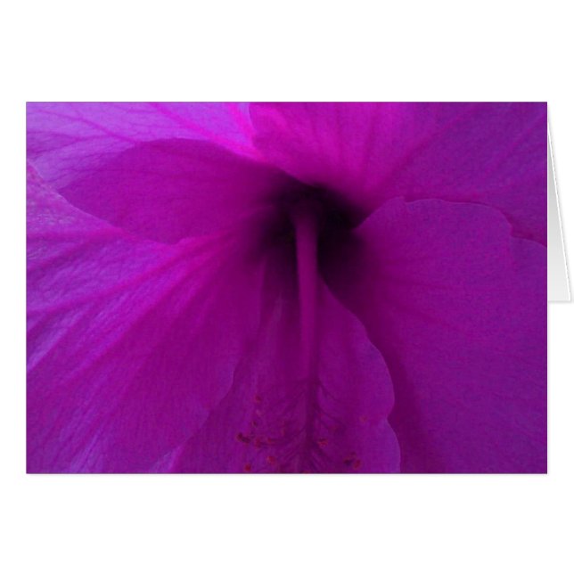 Blume lila Hibisken (Vorderseite (Horizontal))