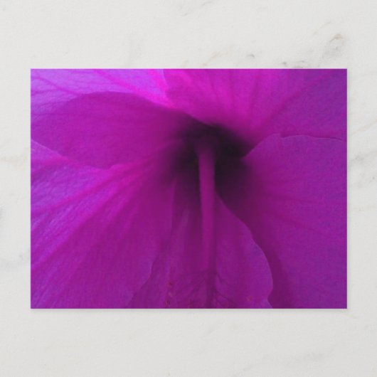 Blume lila Hibisken Postkarte (Vorderseite)