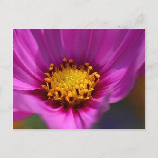 Blume Lila Postkarte (Vorderseite)