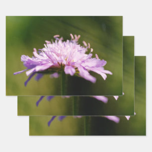 Blume Lilac Scabious (Knautia arvensis) Geschenkpapier Set