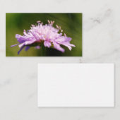 Blume Lilac Scabious (Knautia arvensis) Mitteilungskarte (Vorne/Hinten)
