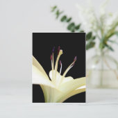 Blume Lilies Blume Foto Postkarte (Stehend Vorderseite)