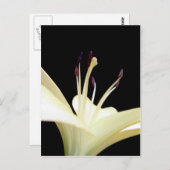 Blume Lilies Blume Foto Postkarte (Vorne/Hinten)