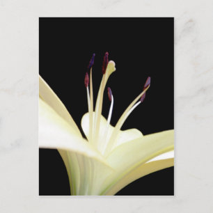 Blume Lilies Blume Foto Postkarte