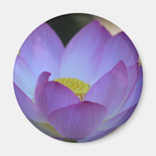 Blume Lotus und ihre Bedeutung Magnet (Vorne)