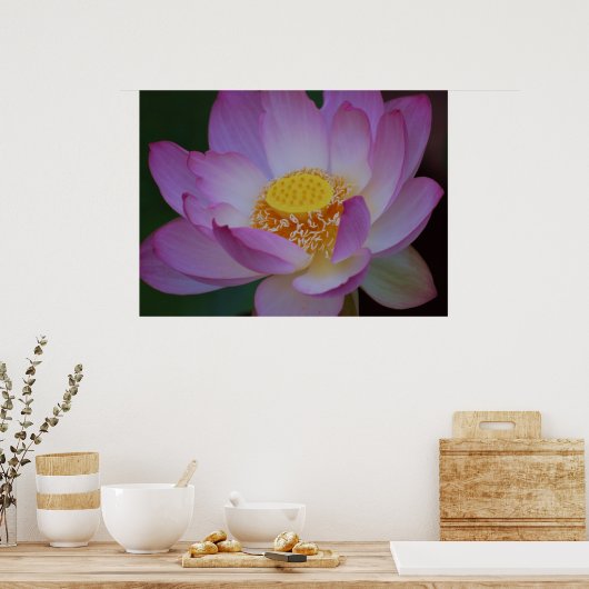 Blume Lotus und ihre Bedeutung Poster (Küche)
